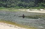 Refrescando-se na lagoa da praia da Lagoinha do Leste, na costa sul de Florianópolis, em Santa Catarina